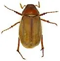 Listrochelus duncani