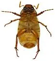 Listrochelus duncani - photo 2