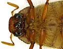 Listrochelus duncani - photo 3