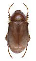 Listrochelus fimbripes