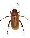Listrochelus flavipennis
