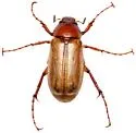 Listrochelus flavipennis - photo 2