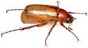 Listrochelus flavipennis - photo 3