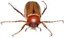 Listrochelus flavipennis - photo 4