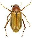 Listrochelus flavipennis - photo 5
