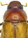 Listrochelus granti - photo 2