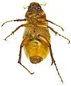 Listrochelus granti - photo 4