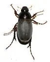 Listrochelus huachuca - Listrochelus huachuca