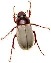 Listrochelus huachuca - photo 2