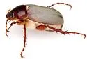 Listrochelus huachuca - photo 3