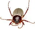 Listrochelus huachuca - photo 4