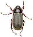 Listrochelus huachuca - photo 5