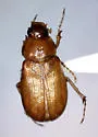 Listrochelus juvenilis