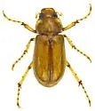Listrochelus juvenilis - photo 2