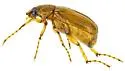 Listrochelus juvenilis - photo 3