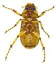 Listrochelus juvenilis - photo 4