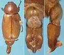 Listrochelus mimicanus