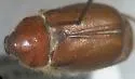 Listrochelus mucoreus - Listrochelus mucoreus