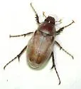 Listrochelus mucoreus - photo 2