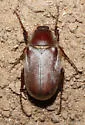 Listrochelus mucoreus - photo 4