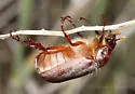 Listrochelus mucoreus - photo 5