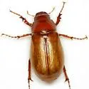 Listrochelus planeta - Listrochelus planeta