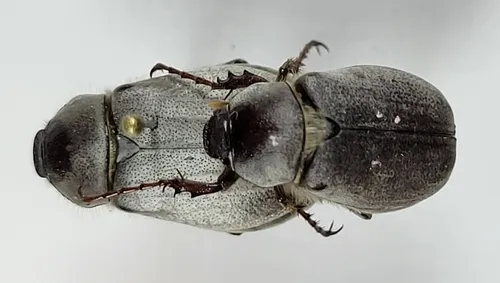 Listrochelus reinhardi - Listrochelus reinhardi