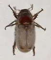 Listrochelus scoparius
