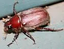 Listrochelus scoparius - photo 2