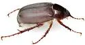 Listrochelus scoparius - photo 3