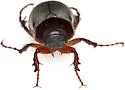 Listrochelus scoparius - photo 4