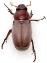 Listrochelus scoparius - photo 5