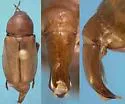 Listrochelus snowi