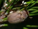 Listrochelus tarsalis - photo 2