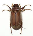 Listrochelus tarsalis - photo 3