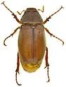 Listrochelus tarsalis - photo 4