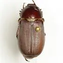 Listrochelus texensis - Listrochelus texensis