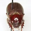 Listrochelus texensis - photo 2