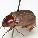 Listrochelus texensis - photo 3
