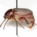 Listrochelus texensis - photo 4