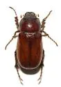 Listrochelus timidus - photo 2