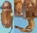 Listrochelus timidus - photo 3