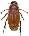 Listrochelus trochanter