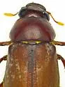 Listrochelus trochanter - photo 2