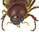 Listrochelus trochanter - photo 3