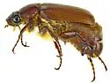 Listrochelus trochanter - photo 4