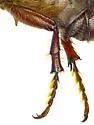 Listrochelus trochanter - photo 5
