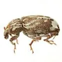 Listroderes apicalis