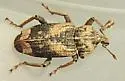 Listroderes apicalis - photo 2