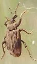 Listroderes apicalis - photo 3